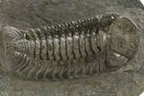 Austerops Trilobite Fossil - Ofaten, Morocco #325995-1